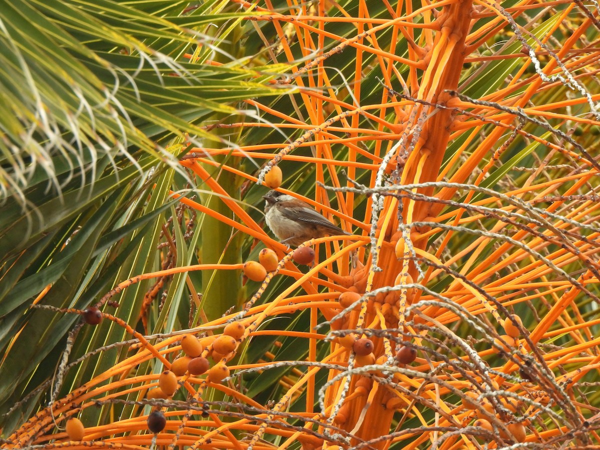 Chestnut-backed Chickadee - ML638446440