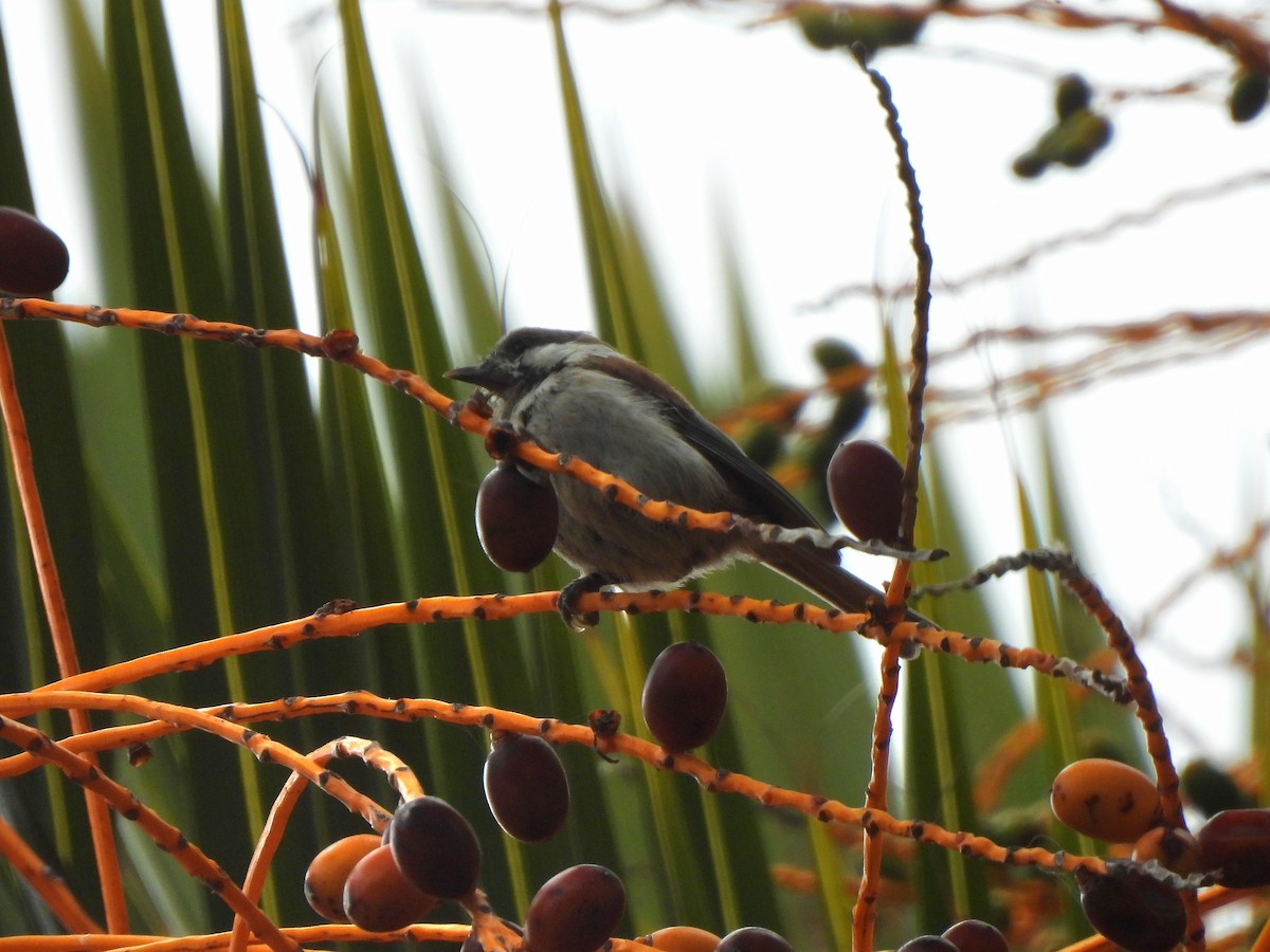 Chestnut-backed Chickadee - ML638446441