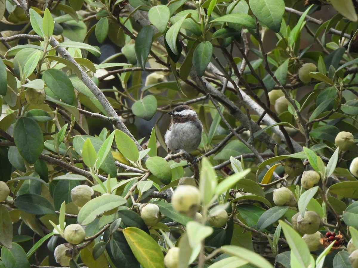 Chestnut-backed Chickadee - ML638446442