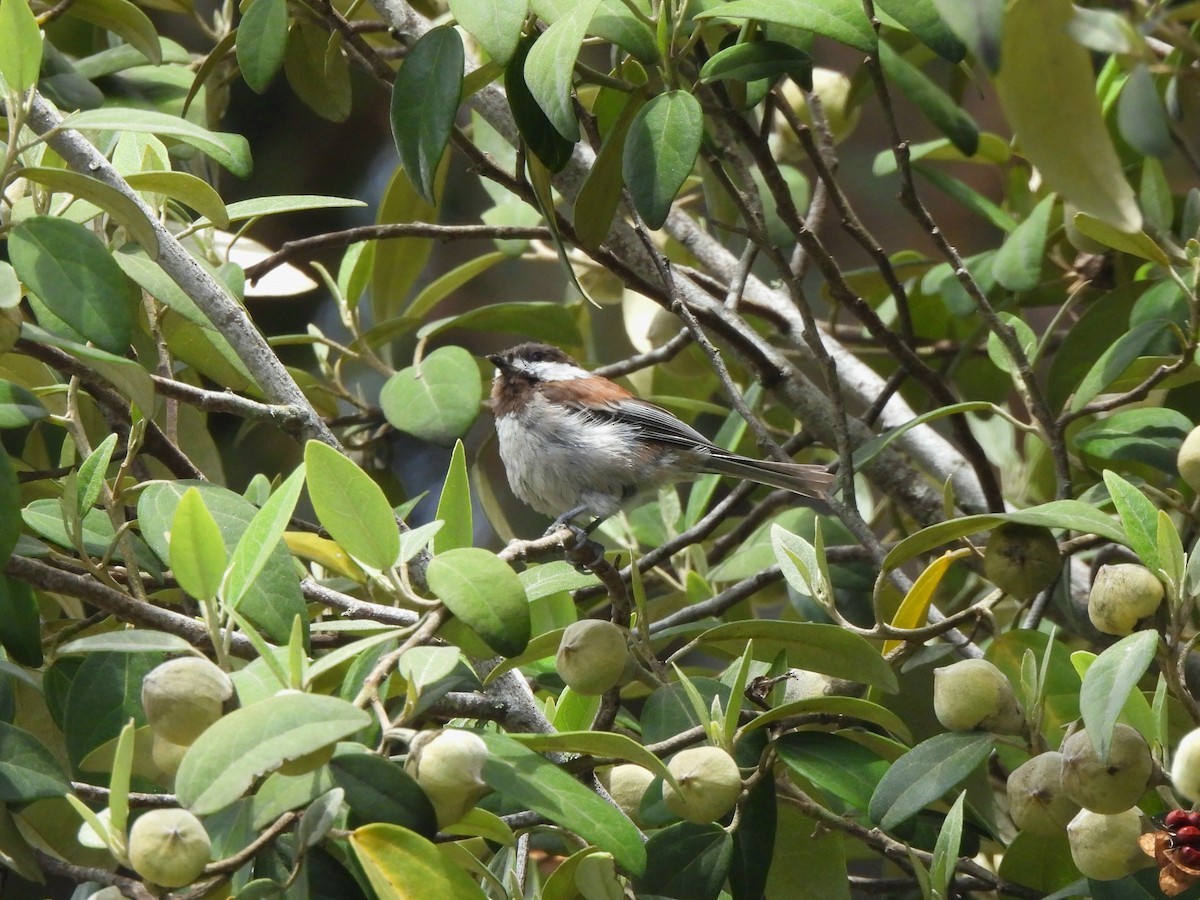 Chestnut-backed Chickadee - ML638446443