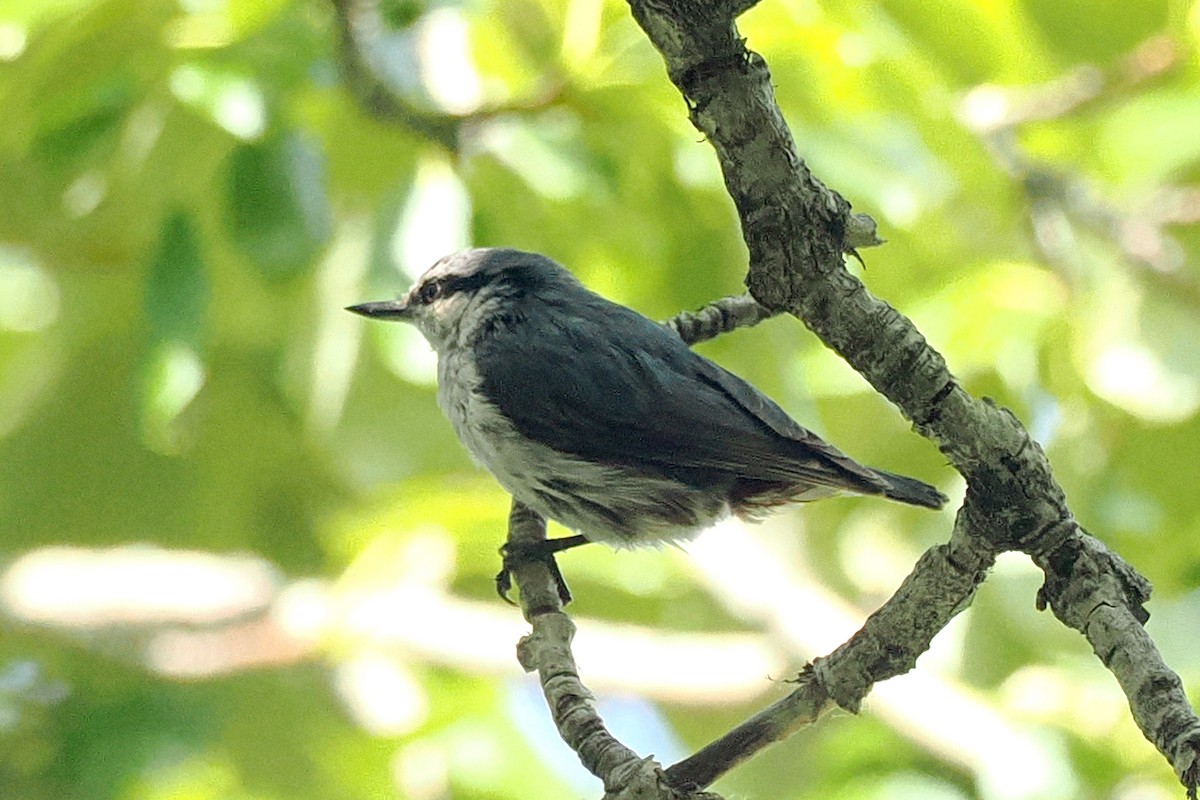 Garrapo eurasiarra - ML638446445