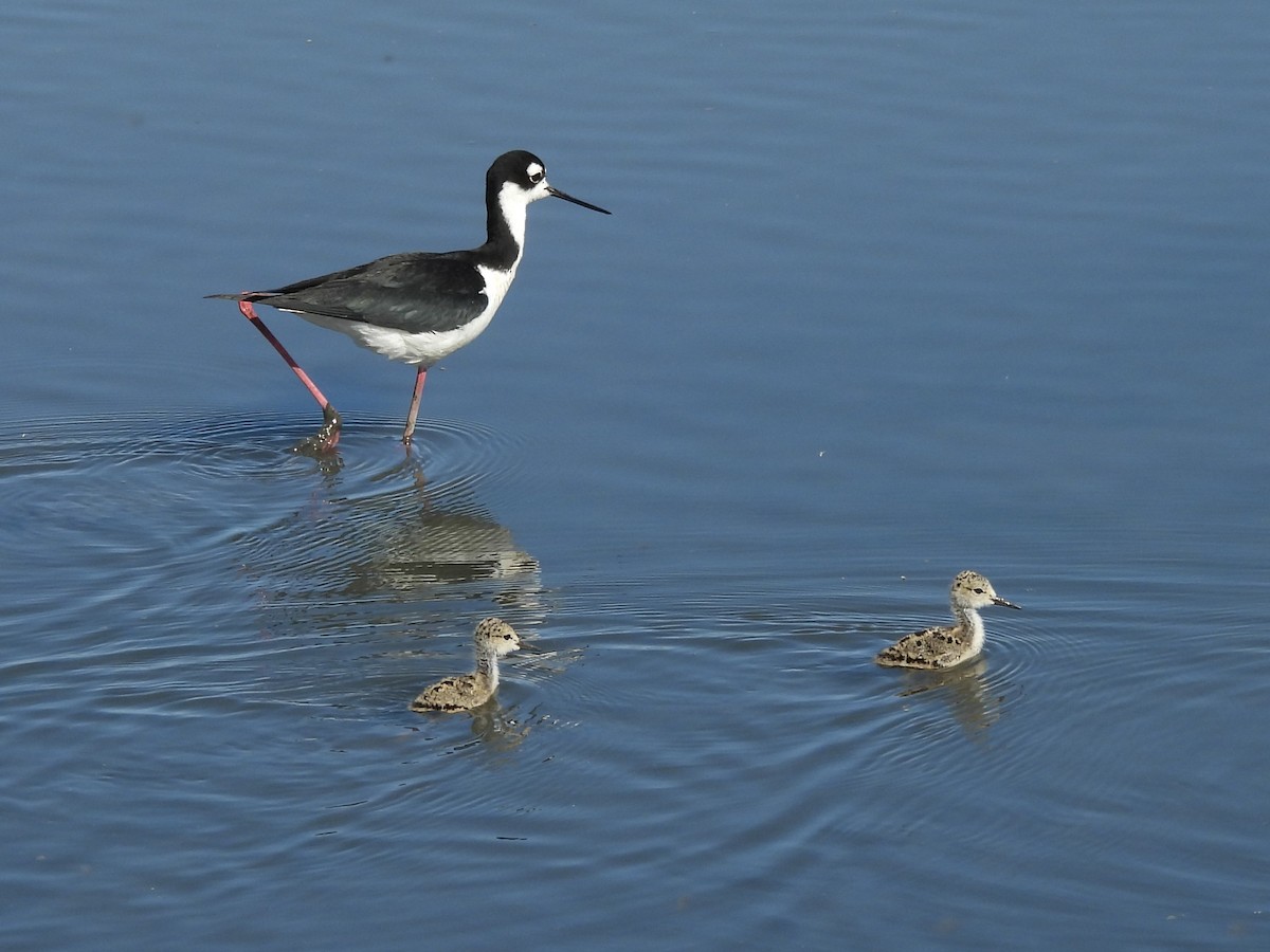 Black-necked Stilt - ML638446450