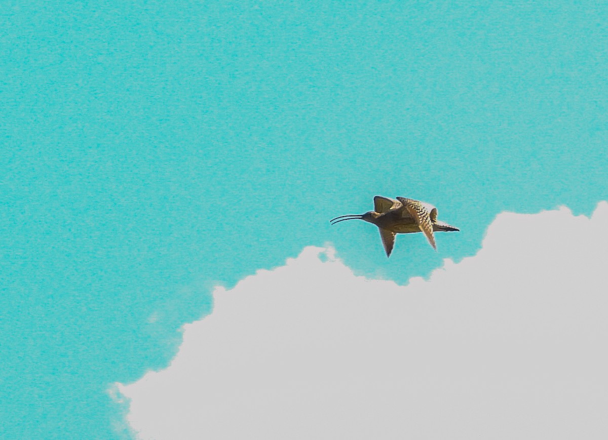 Eurasian Curlew - ML638446452
