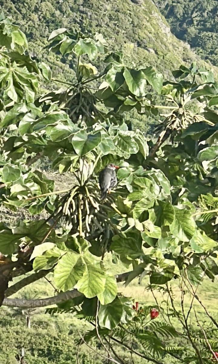 Red-legged Thrush - ML638446474