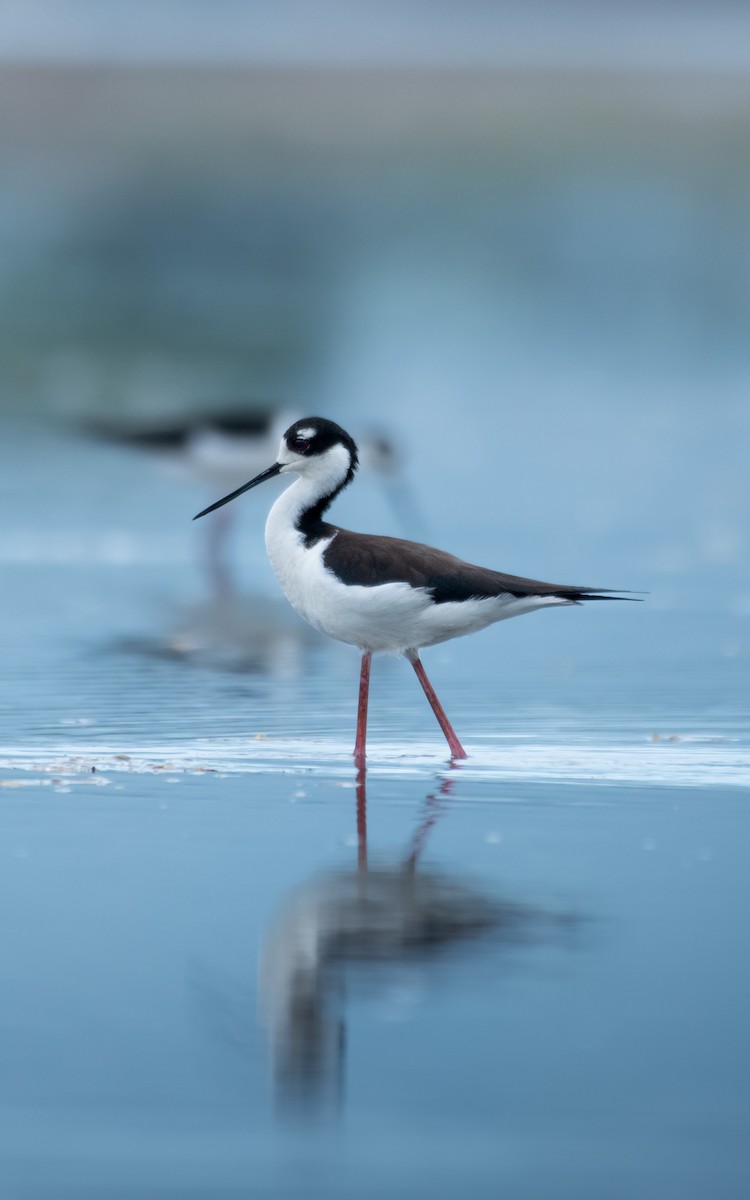 Black-necked Stilt - ML638446483