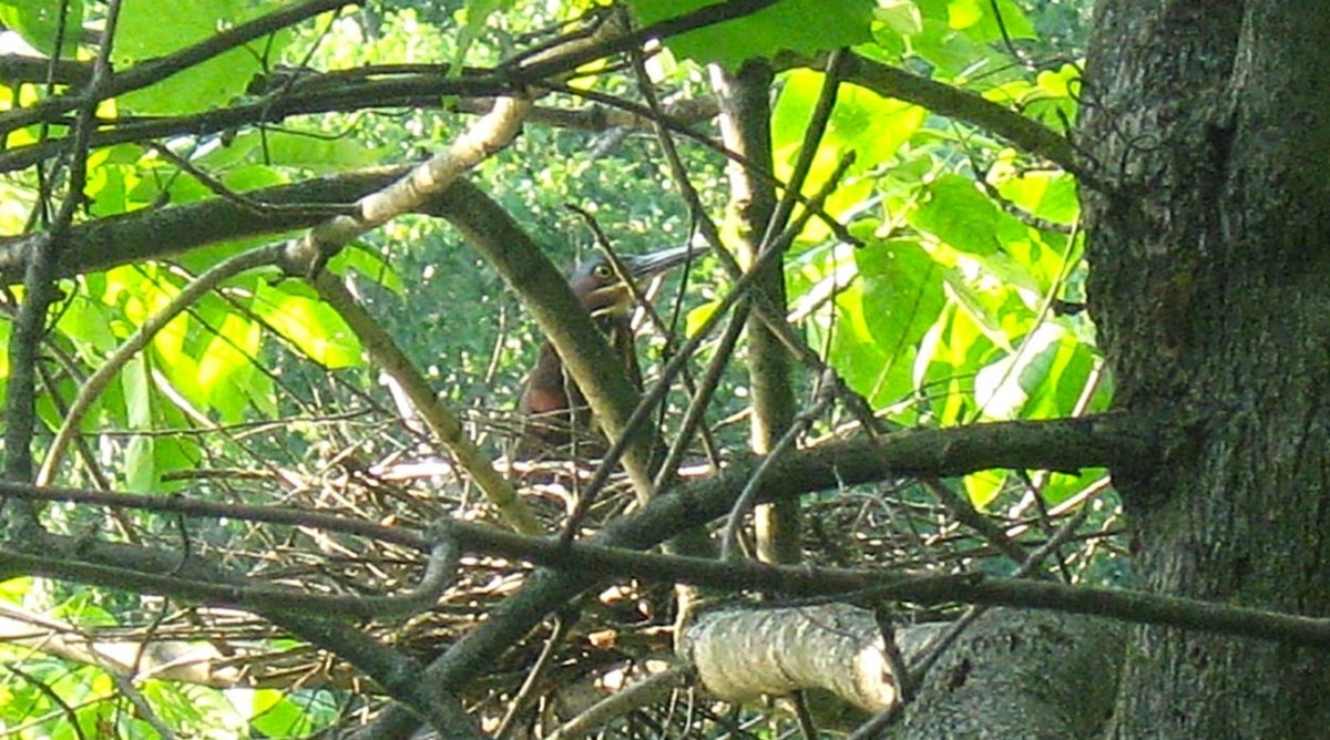 Green Heron - ML638446496