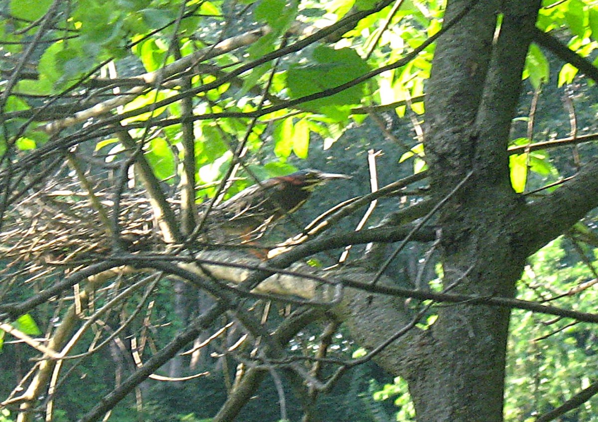 Green Heron - ML638446498