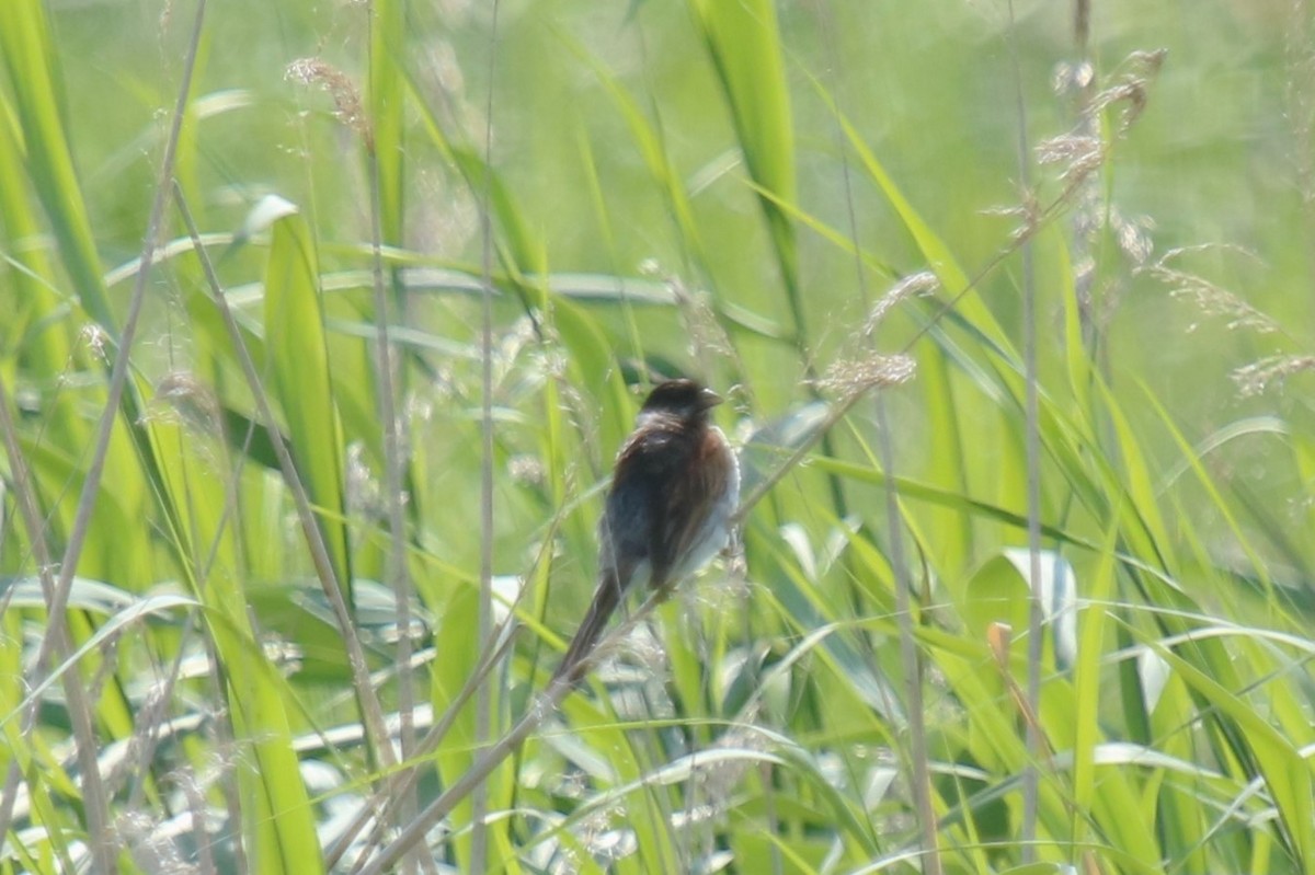 Reed Bunting - ML638446502