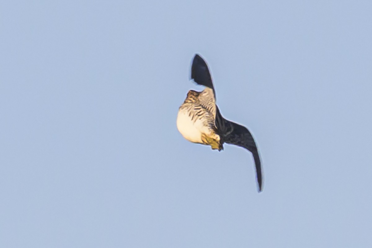Pantanal Snipe - ML638446538