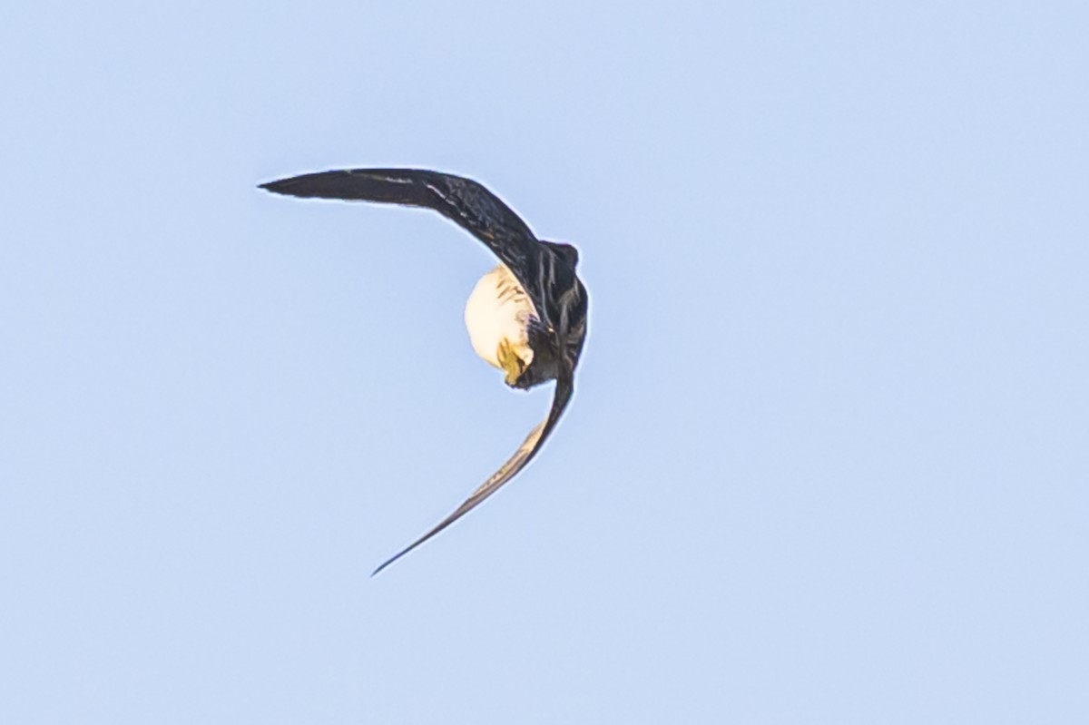 Pantanal Snipe - ML638446540