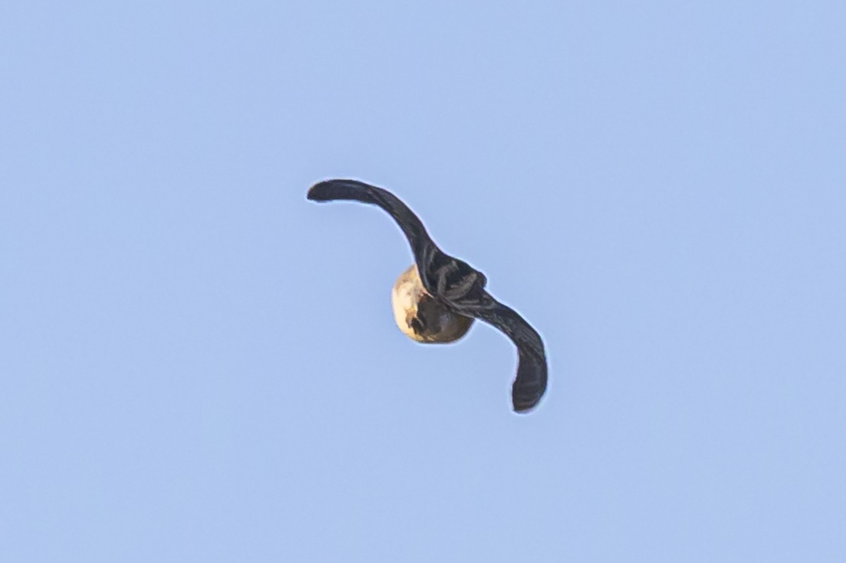 Pantanal Snipe - ML638446541