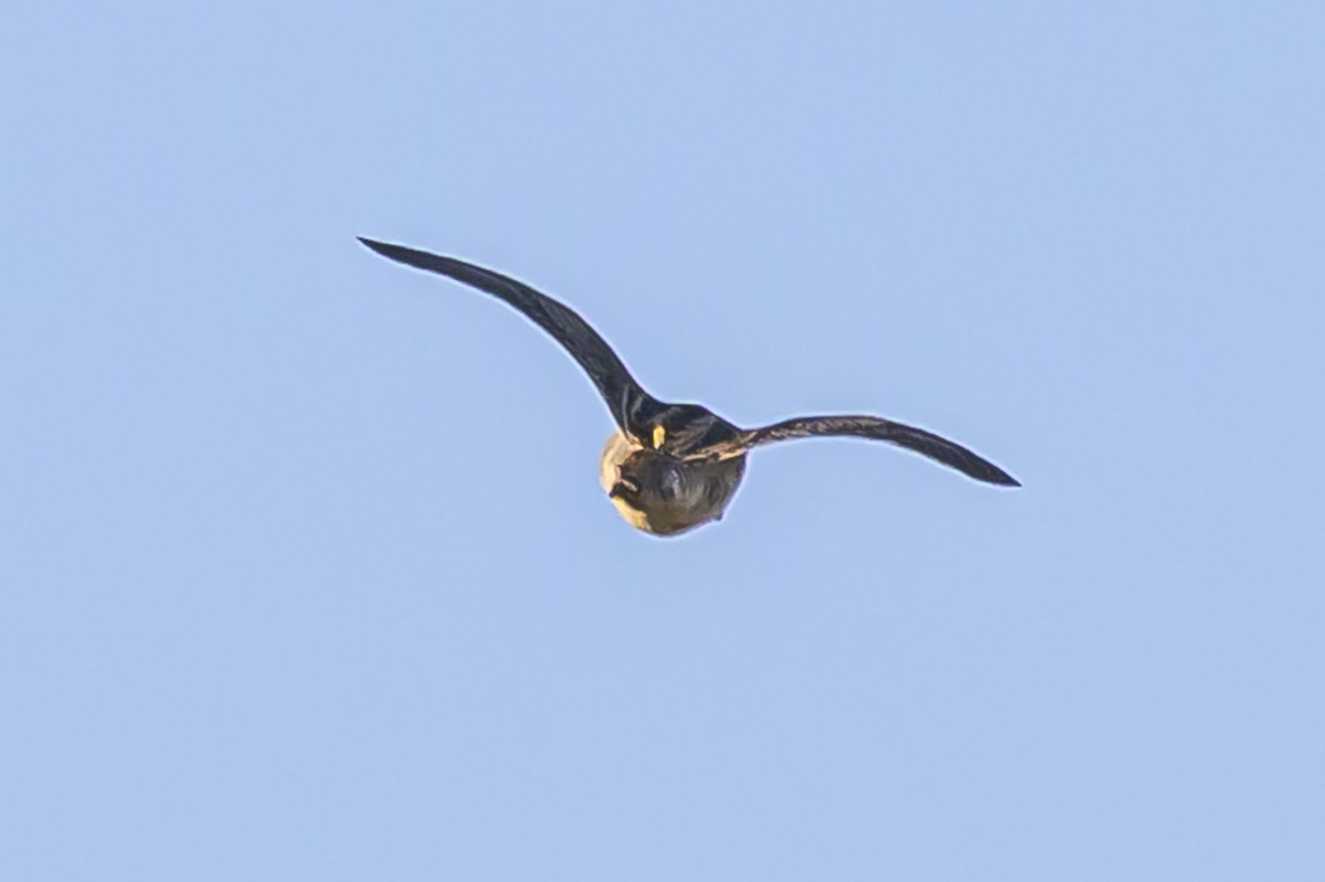 Pantanal Snipe - ML638446543