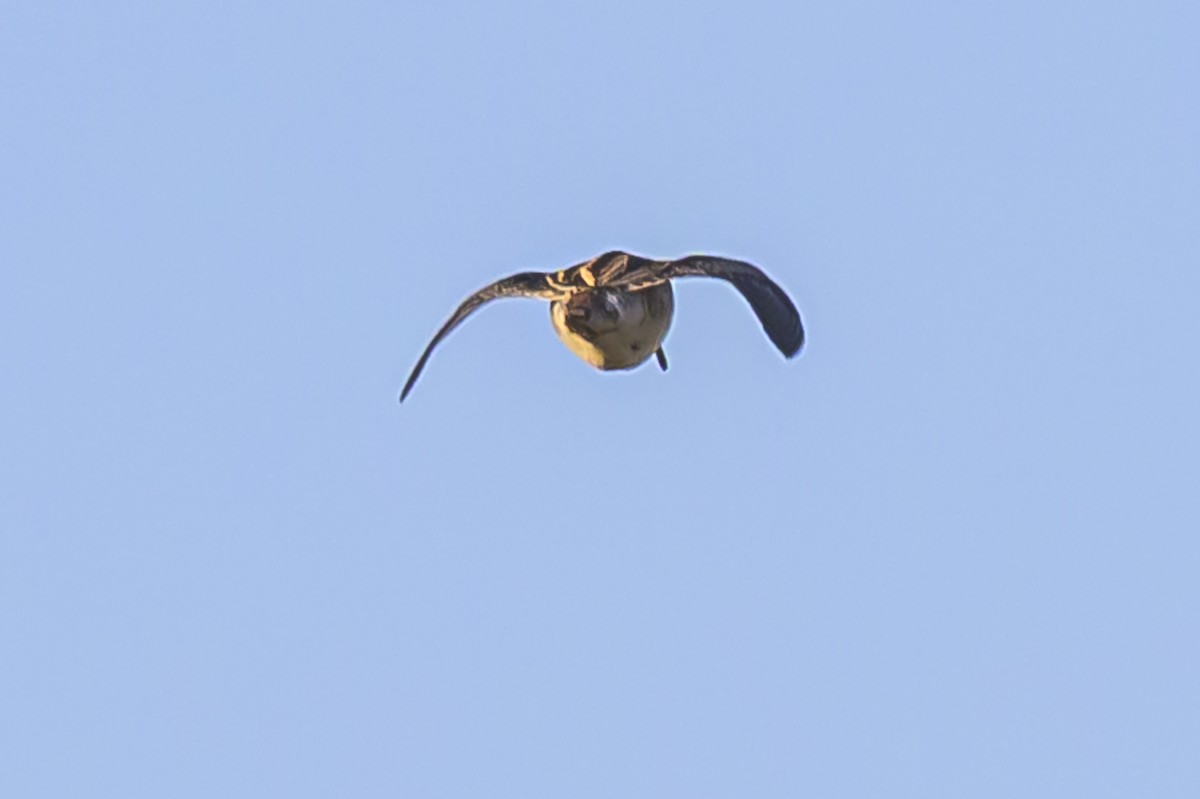 Pantanal Snipe - ML638446544