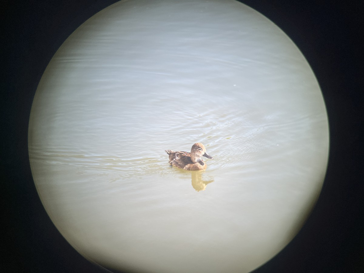 Ring-necked Duck - ML638446580