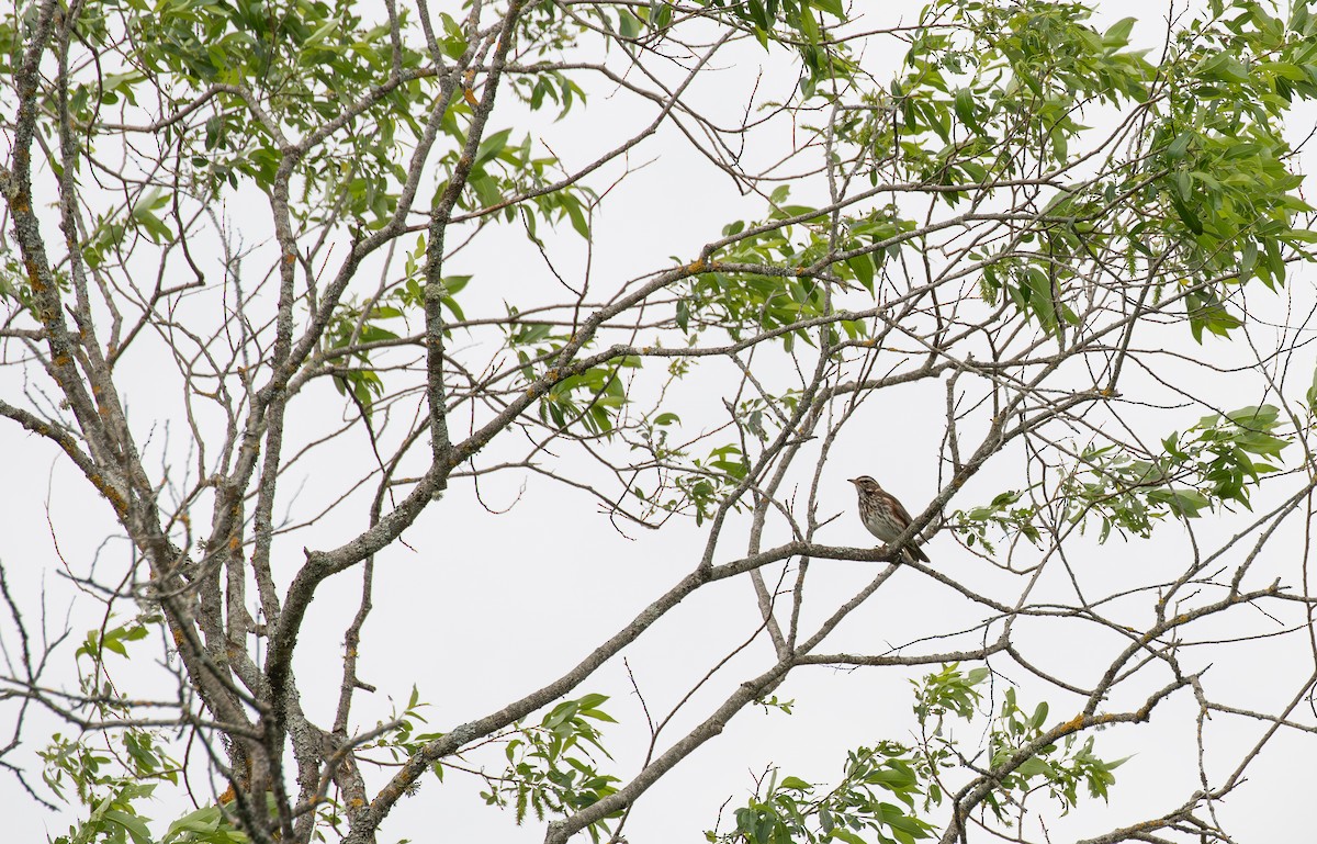 Redwing - ML638446585