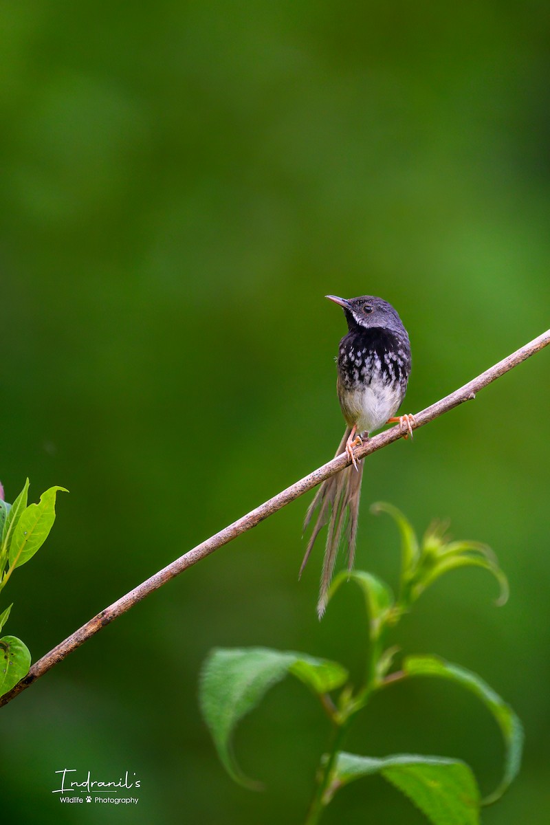 Black-throated Prinia - ML638446602