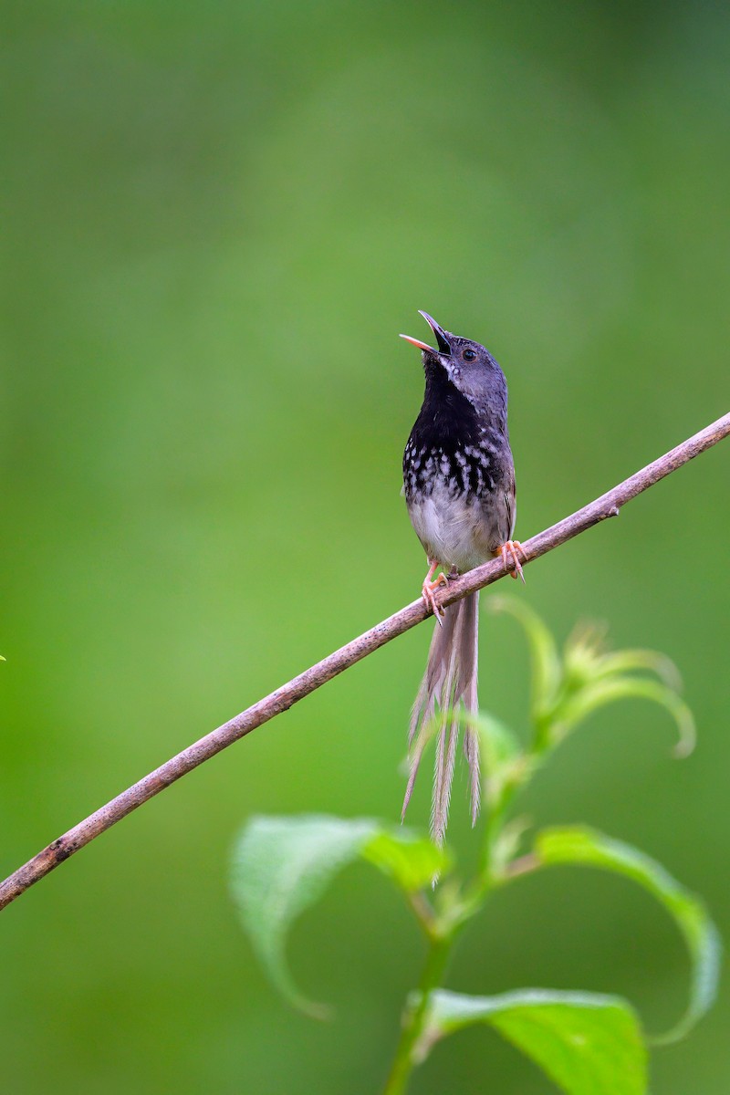 Black-throated Prinia - ML638446605