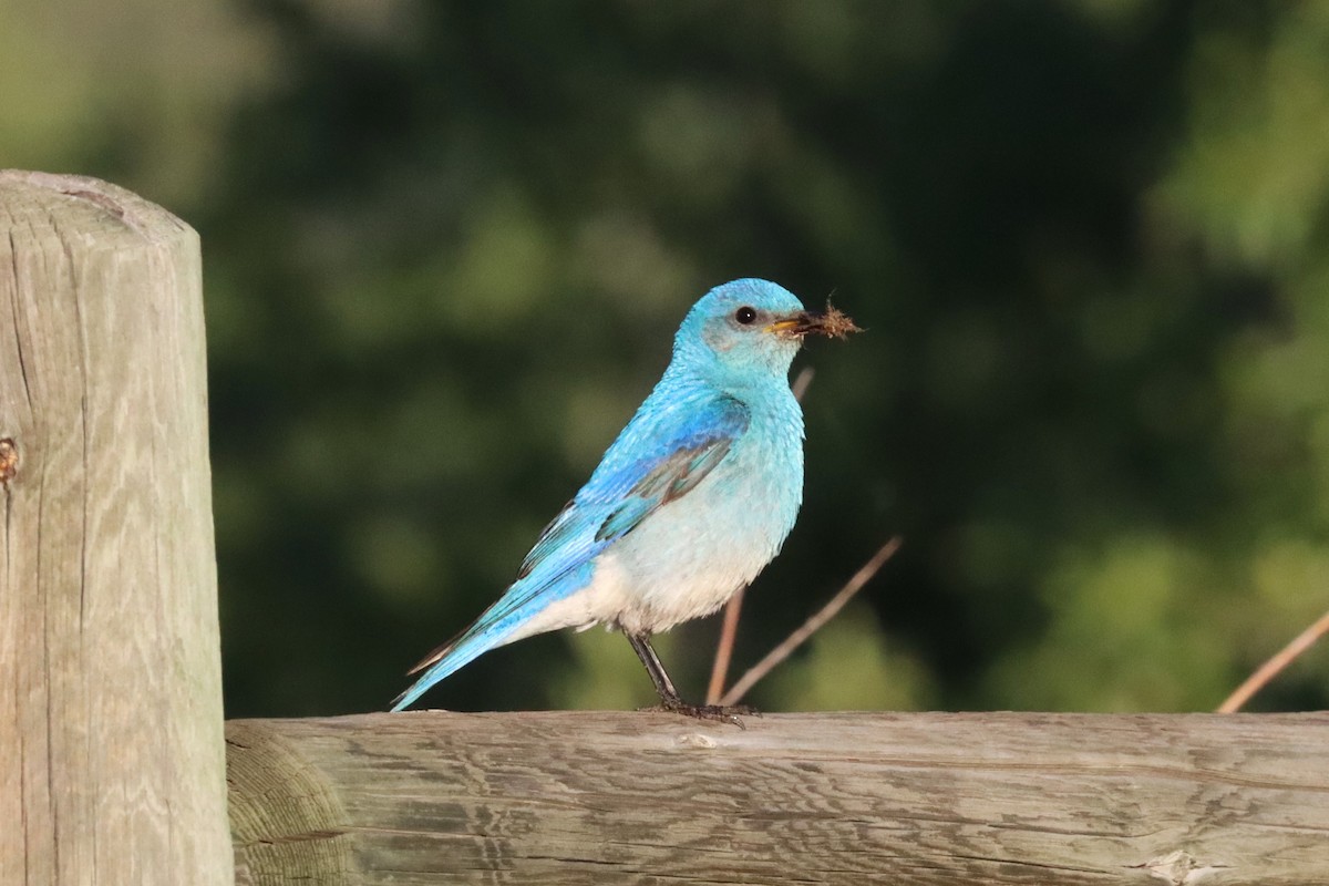 Mountain Bluebird - ML638446644