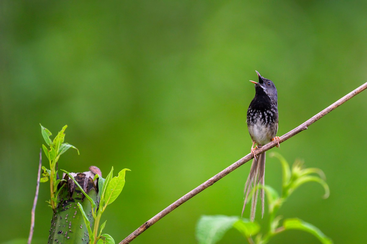 Black-throated Prinia - ML638446647
