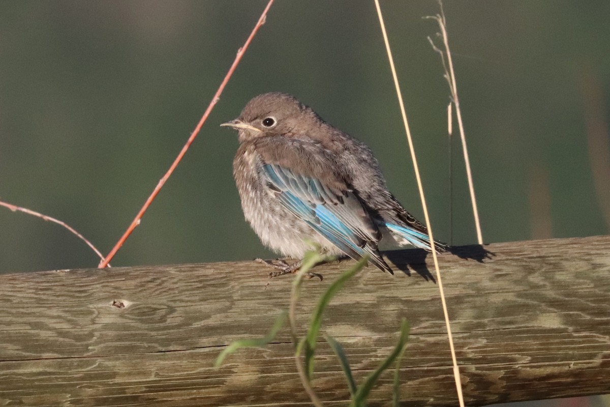 Mountain Bluebird - ML638446662