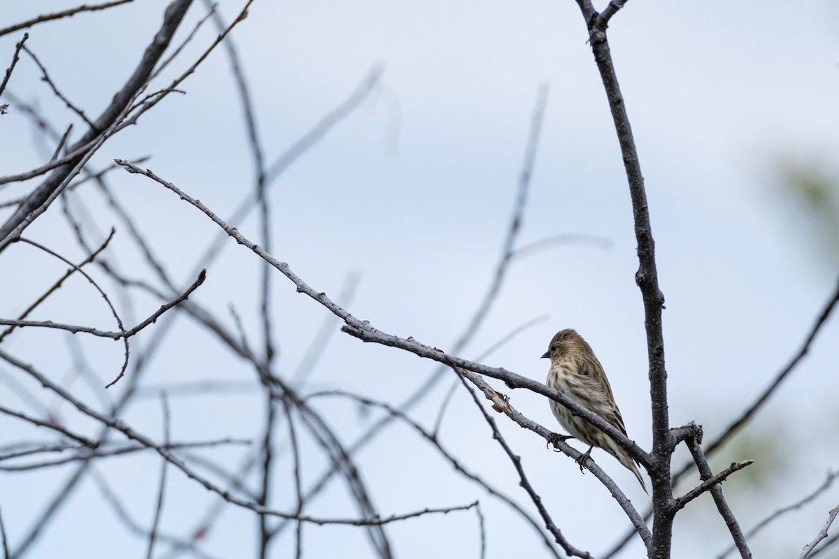 Pine Siskin - ML638446766