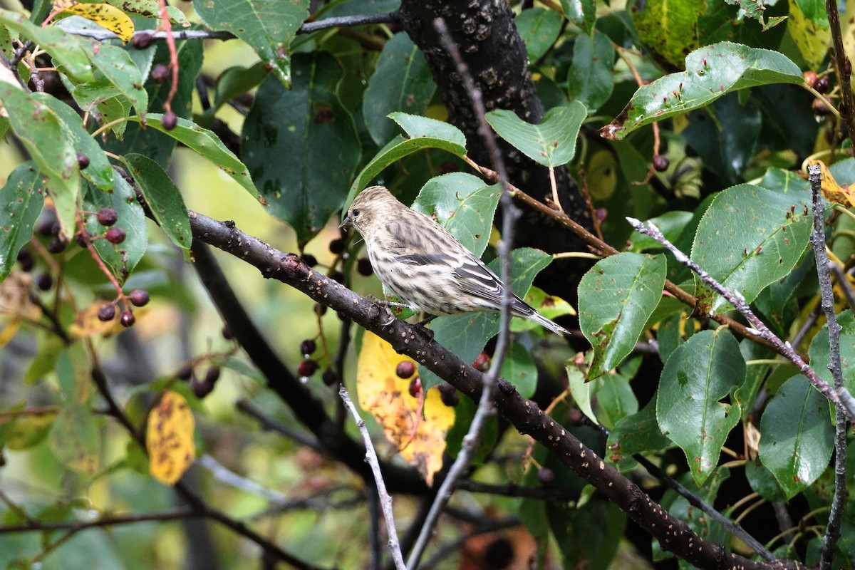 Pine Siskin - ML638446767
