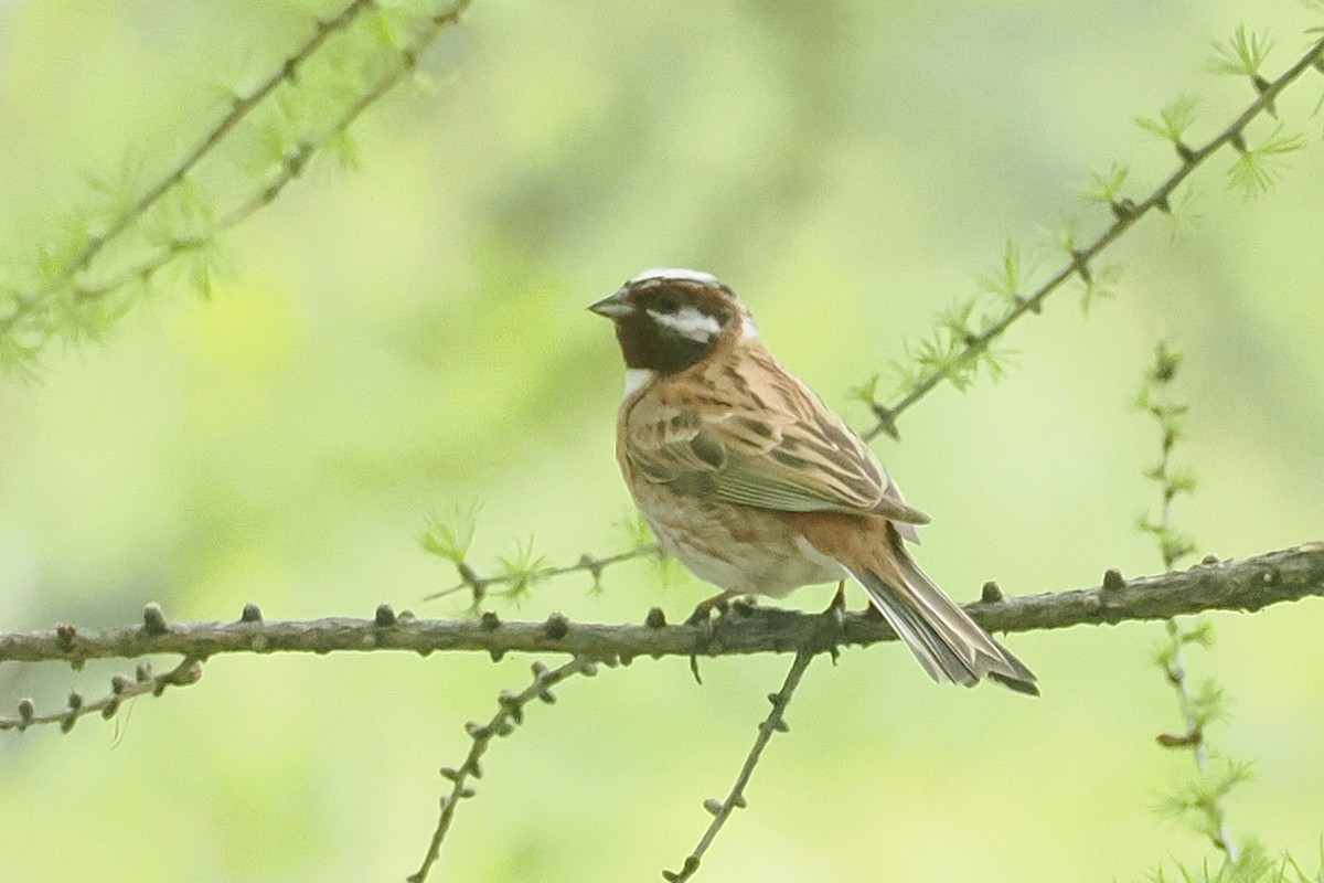 Pine Bunting - ML638446786