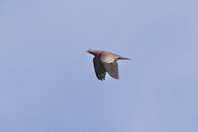 Chilean Pigeon - ML638446810