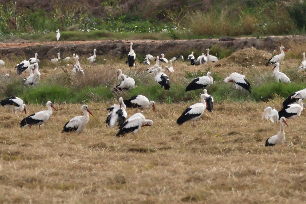 White Stork - ML638446833
