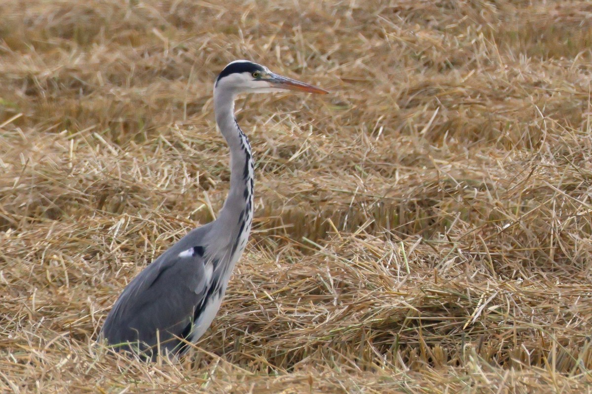 Gray Heron - ML638446856