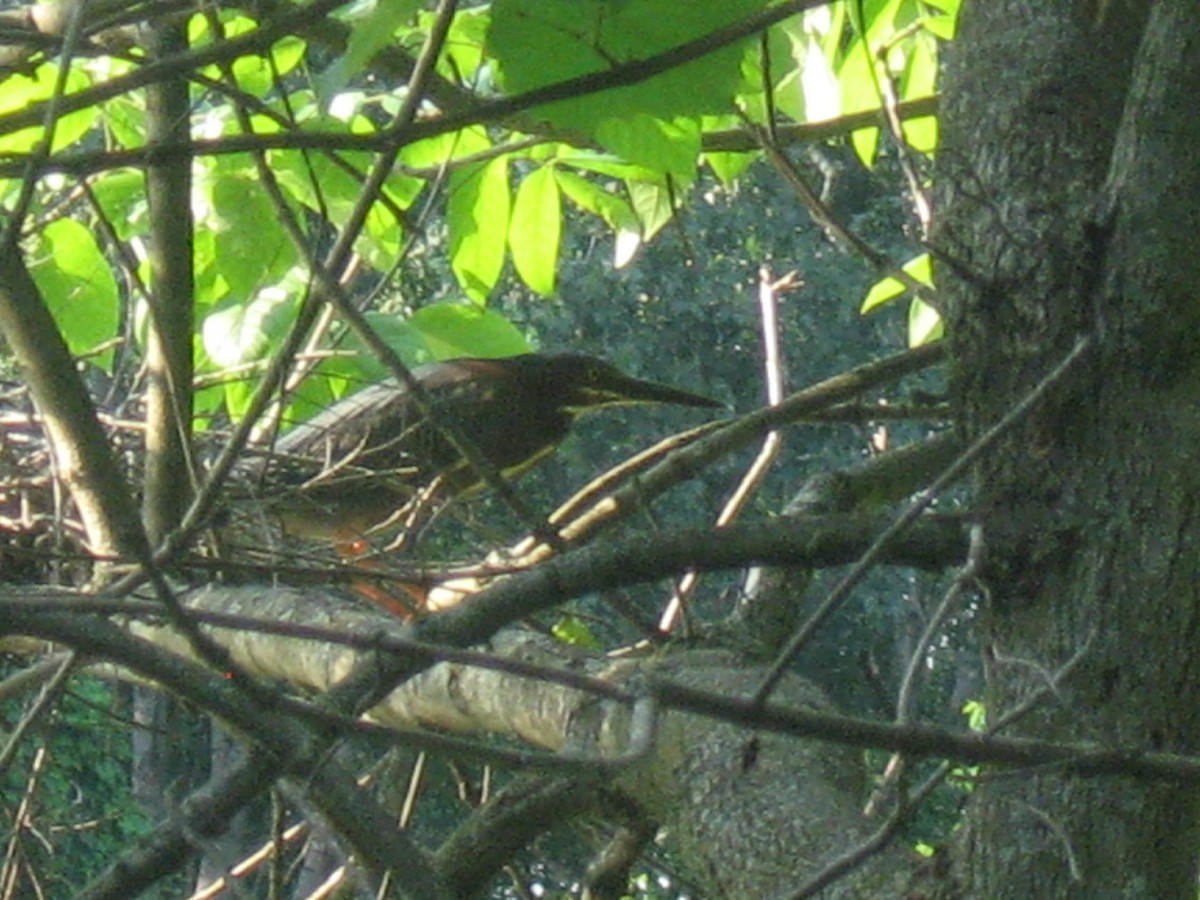 Green Heron - ML638446857