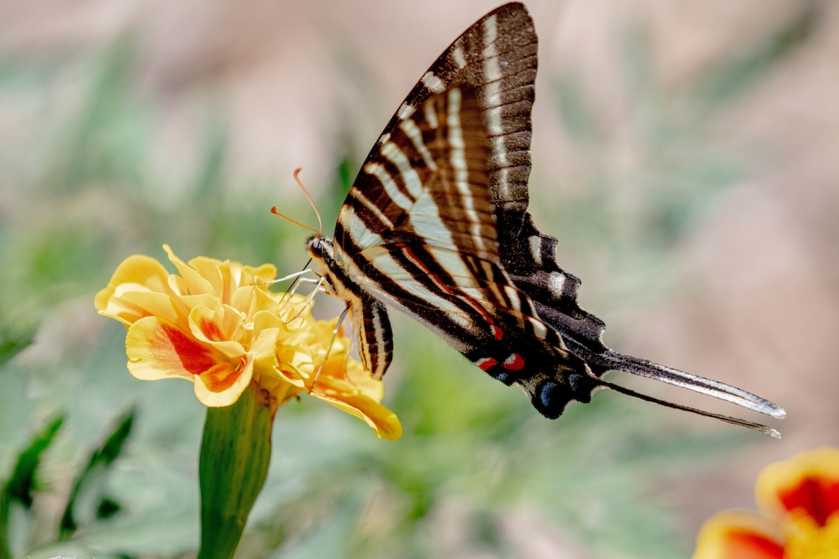 Insects - ML638446863