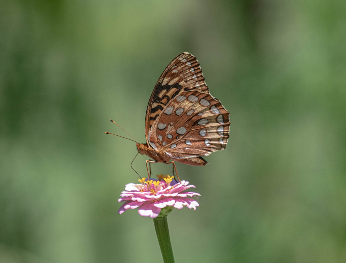 Great Spangled Fritillary - ML638446864