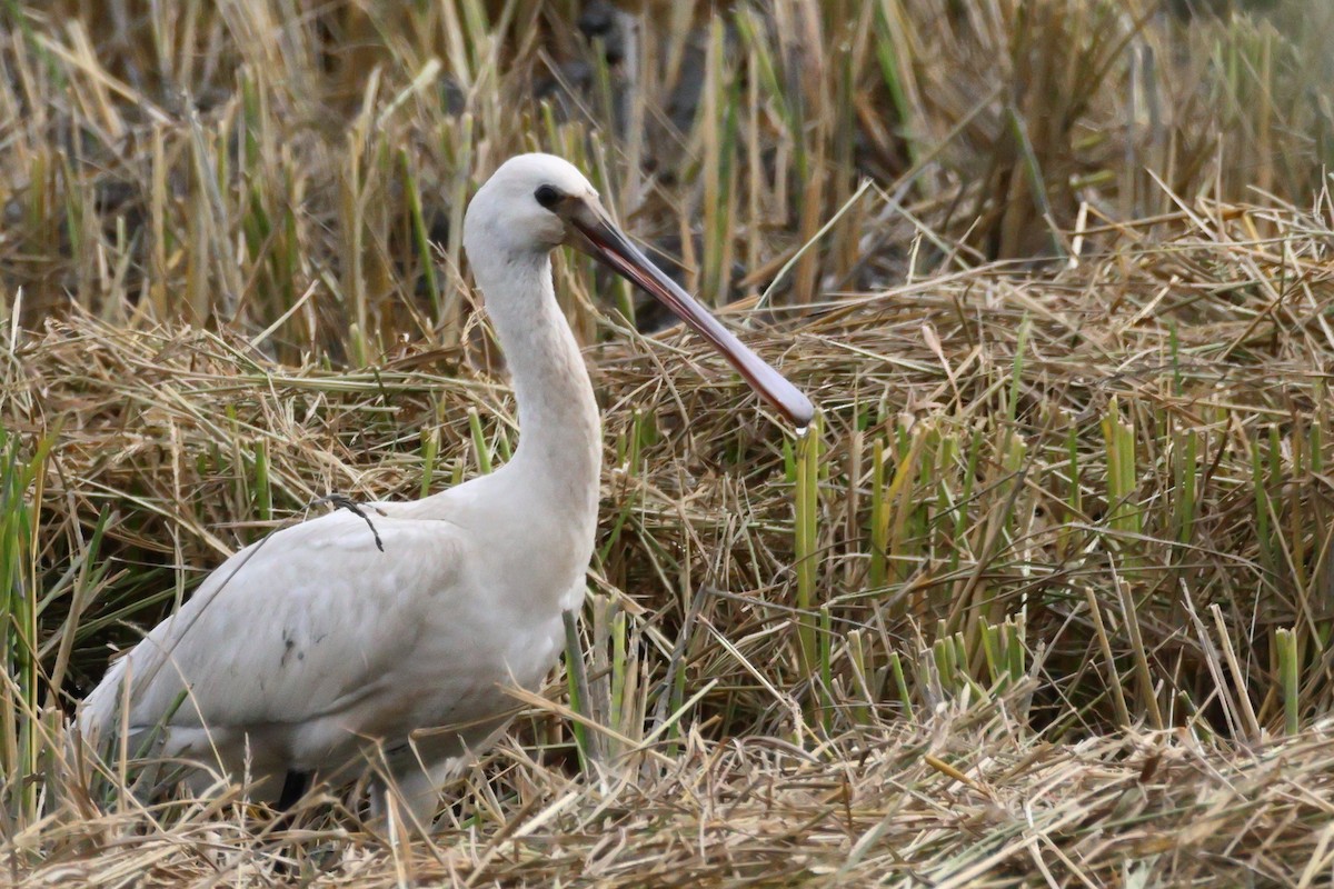 Eurasian Spoonbill - ML638446875