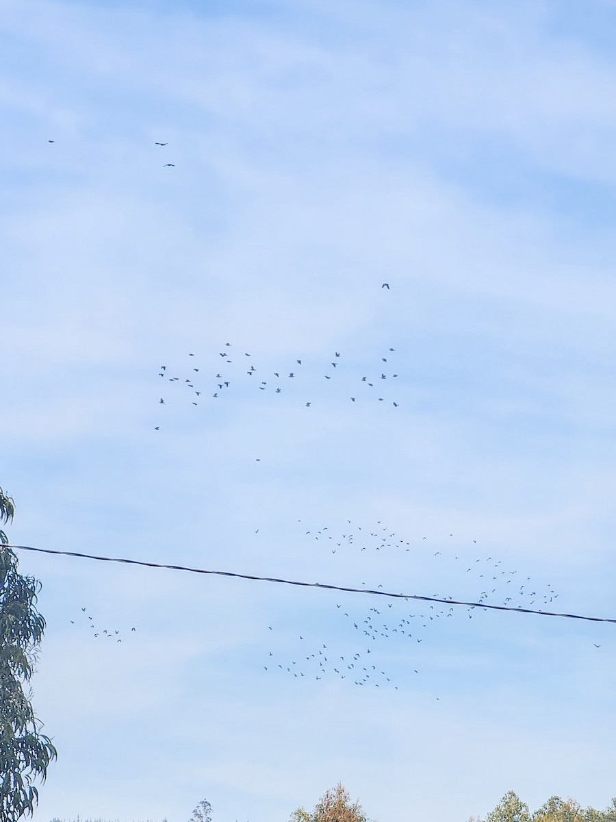 Chilean Pigeon - ML638446876