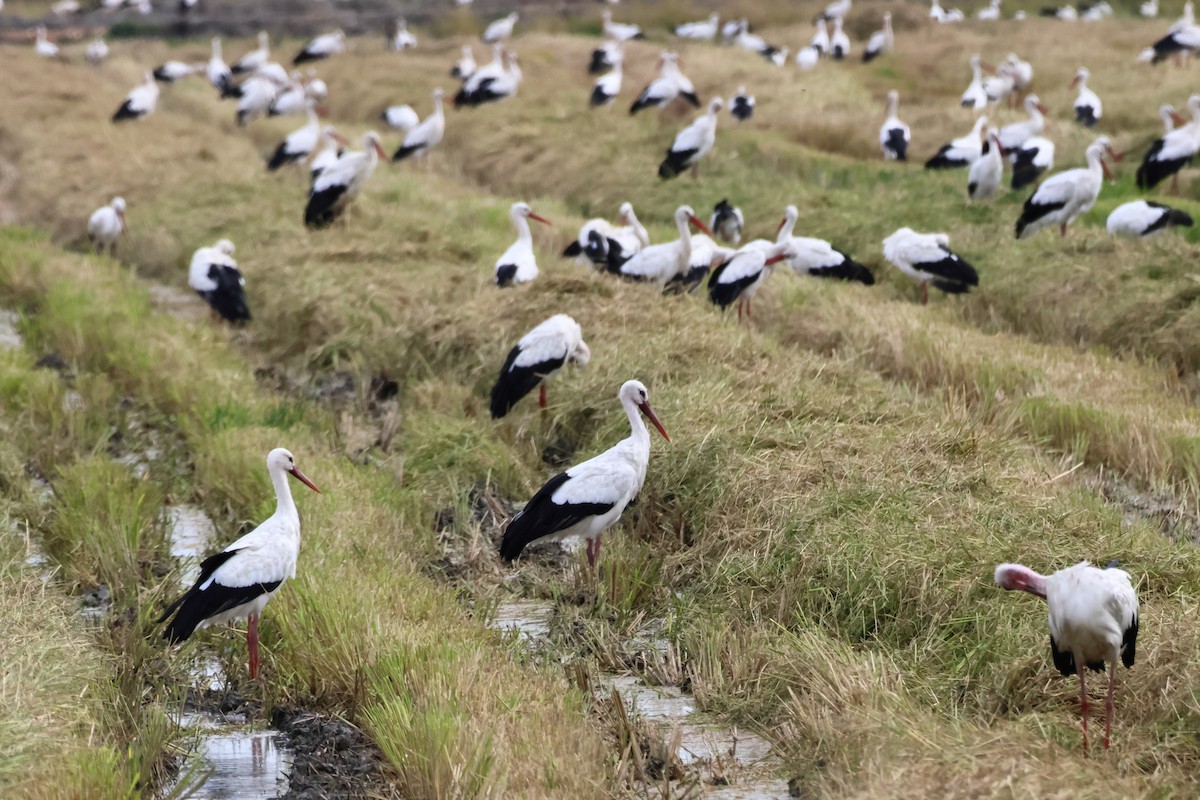 White Stork - ML638446882