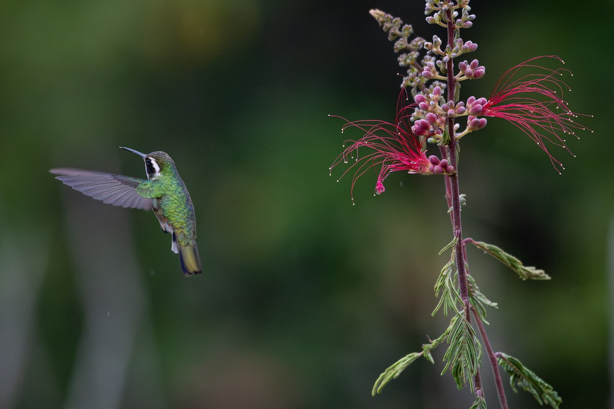 hvitørekolibri - ML638446894
