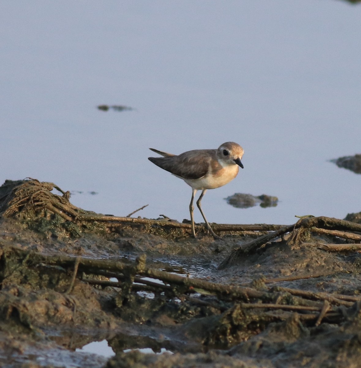 Tibetan Sand-Plover - ML638446895
