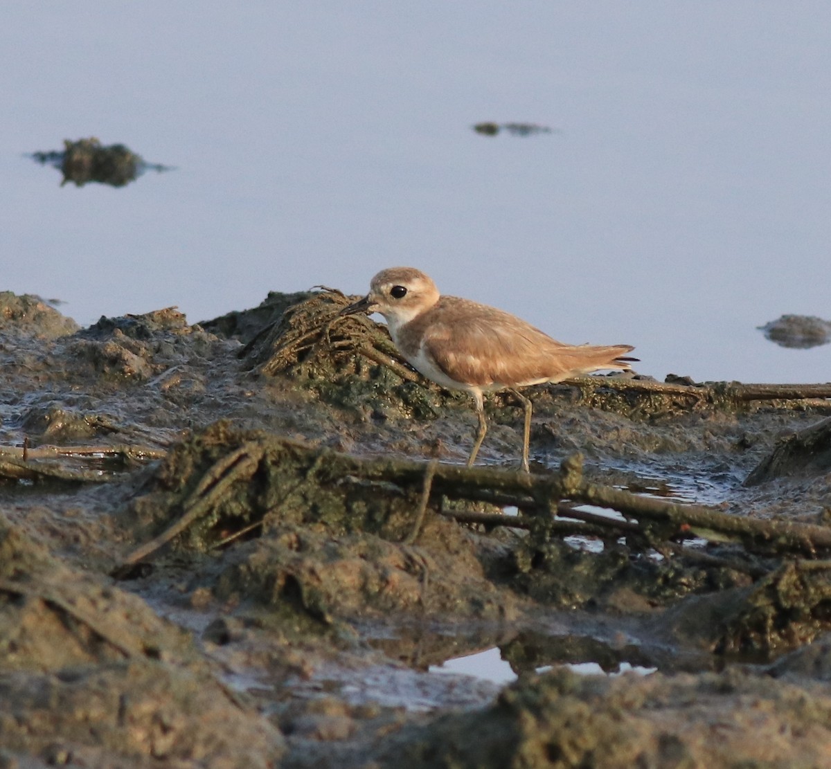 Tibetan Sand-Plover - ML638446896