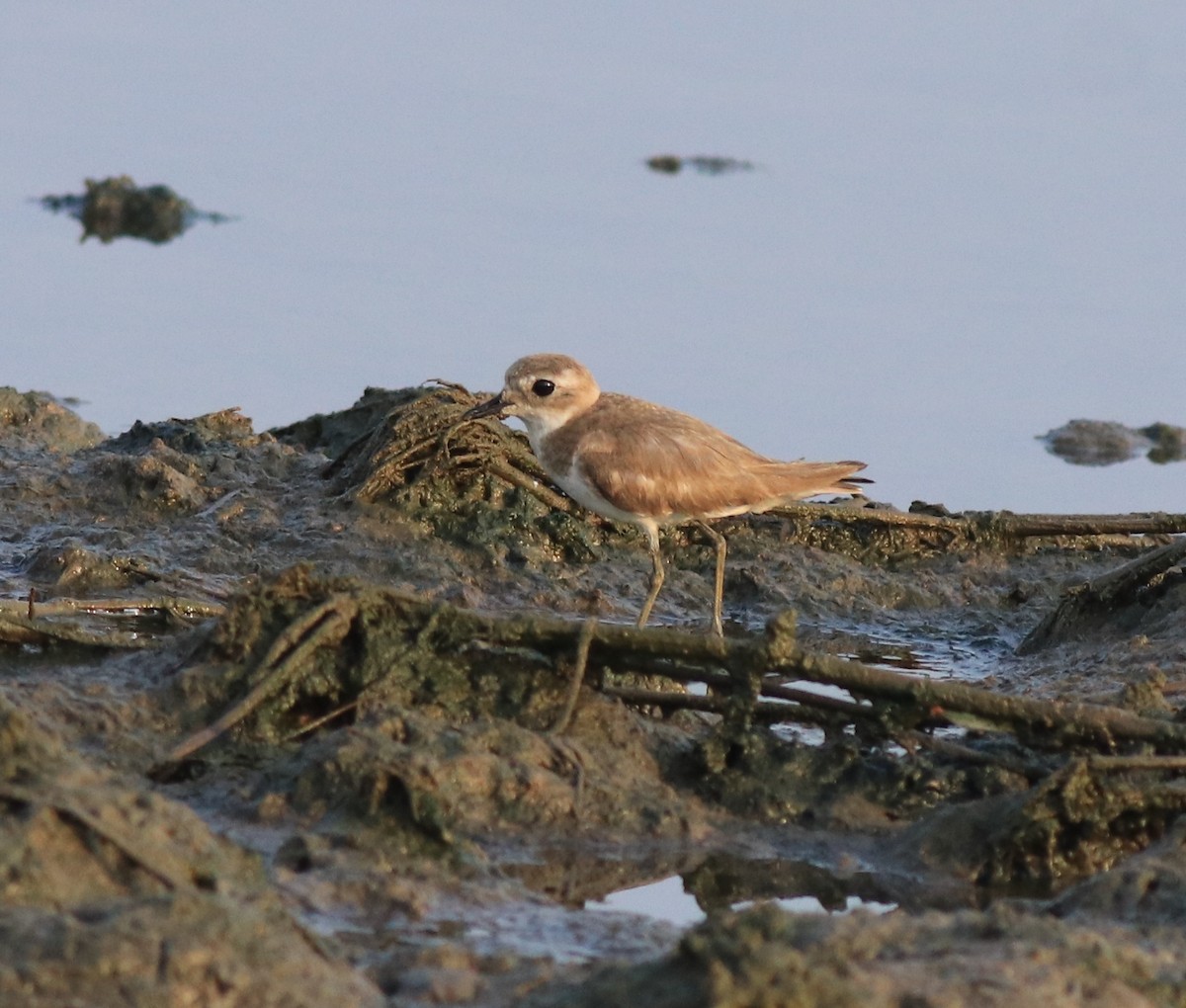 Tibetan Sand-Plover - ML638446897