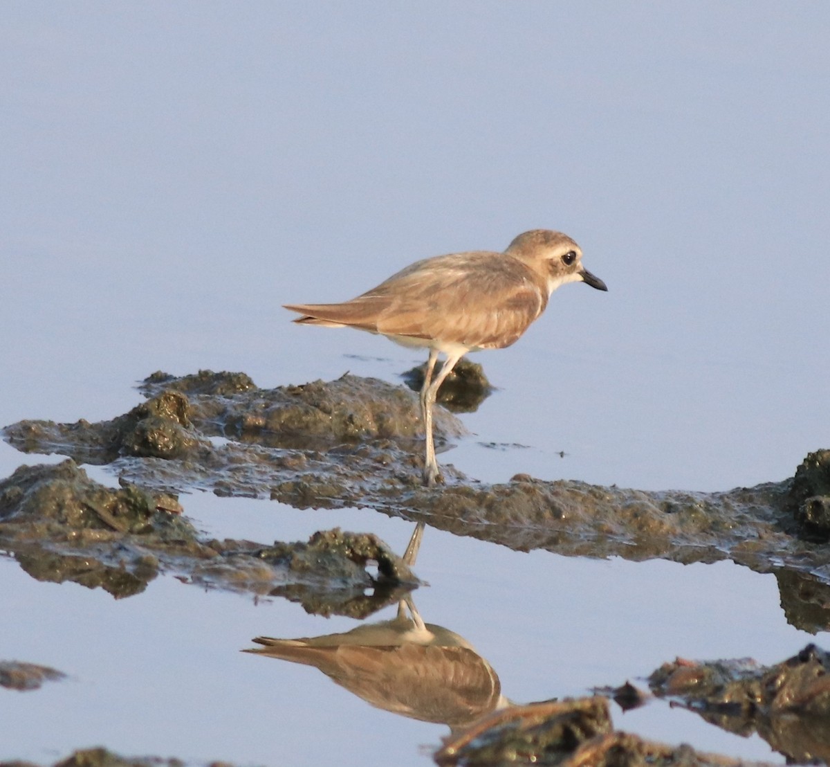 Tibetan Sand-Plover - ML638446899