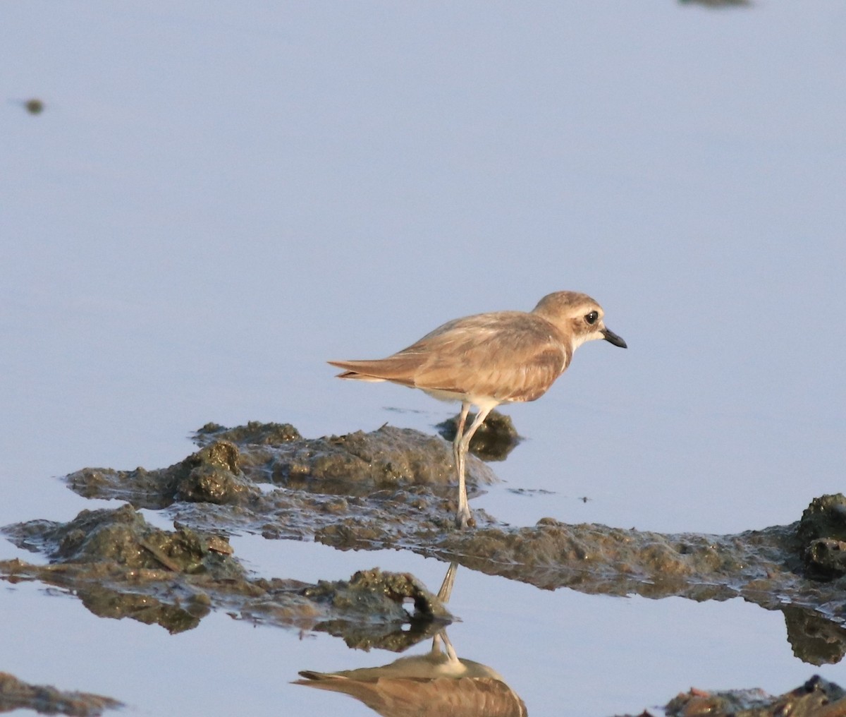 Tibetan Sand-Plover - ML638446900