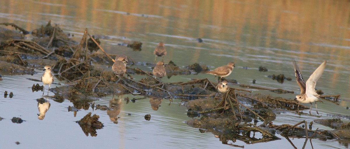Tibetan Sand-Plover - ML638446901