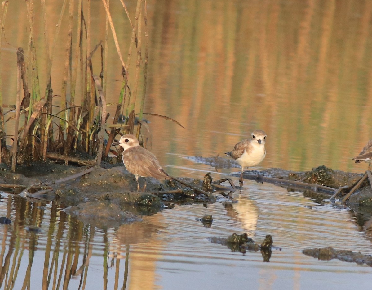 Tibetan Sand-Plover - ML638446902