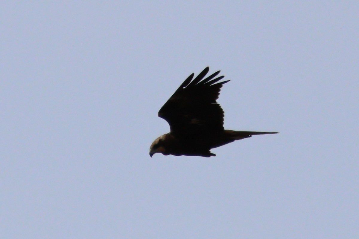 Western Marsh Harrier - ML638446915