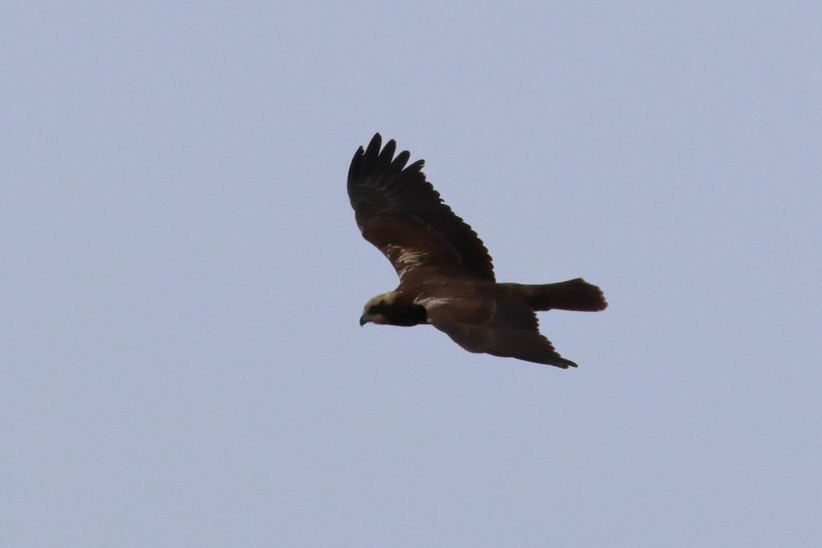 Western Marsh Harrier - ML638446916