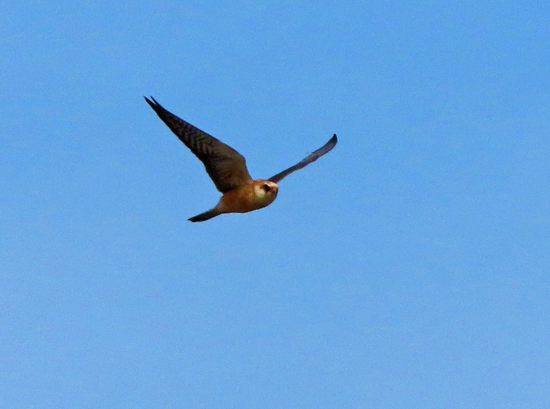 Red-footed Falcon - ML638446918