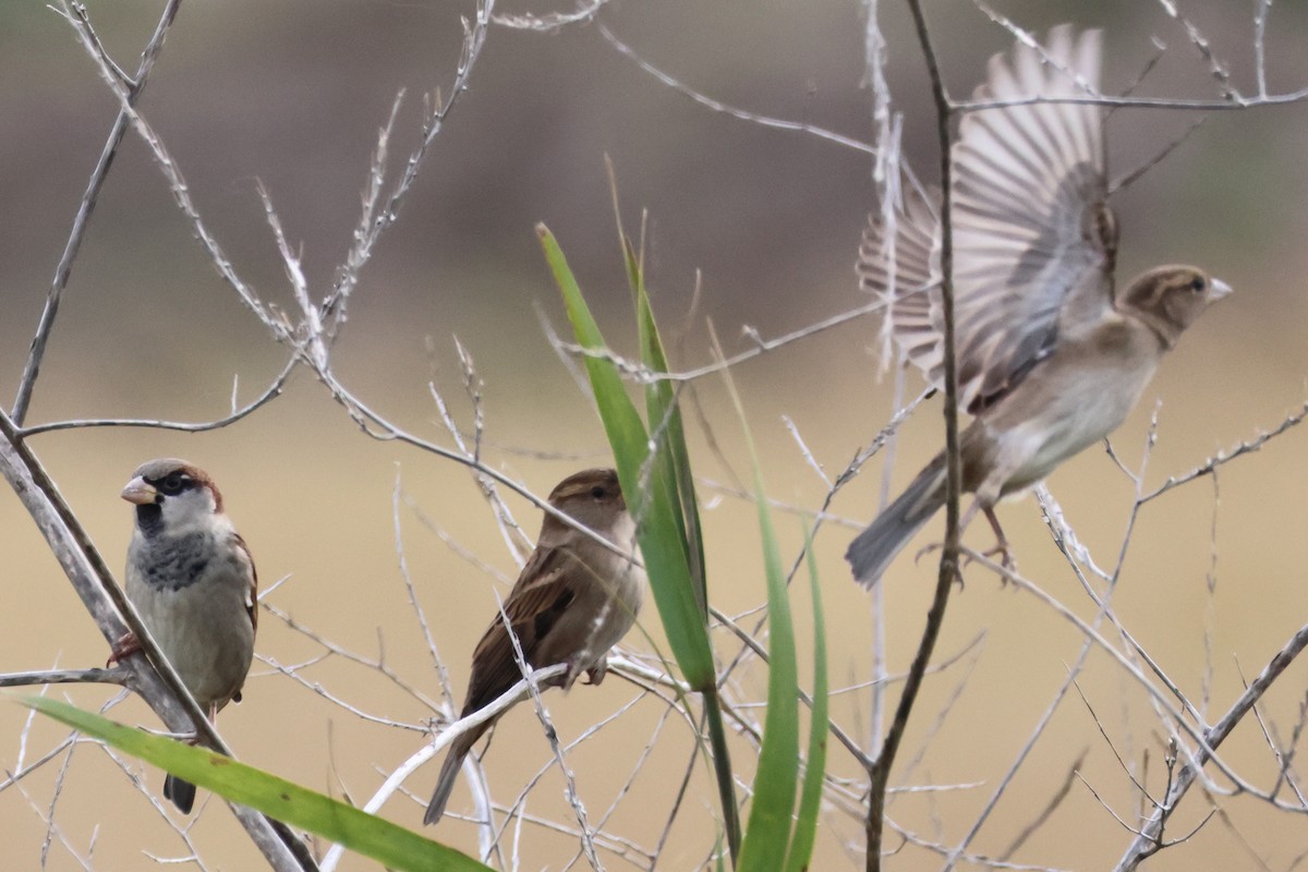House Sparrow - ML638446931