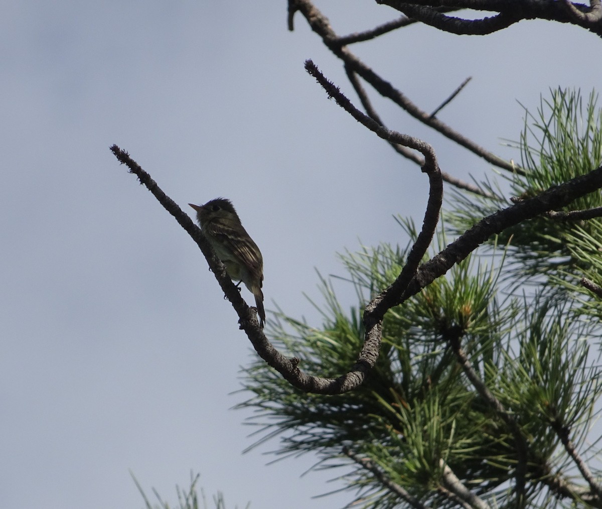 Western Flycatcher - ML638446936