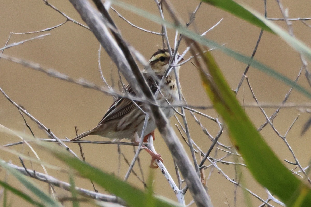 Yellow-crowned Bishop - ML638446941